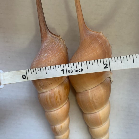 Spindle Tibia Seashell (s) Vintage - Picture 7 of 11